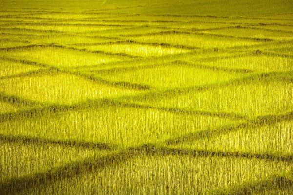 Can upgrading the brake calipers improve the emergency stopping capability of your vehicle?